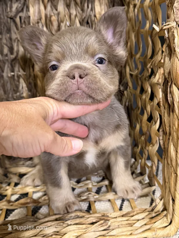 Bentley (lilac/tan) – French Bulldog puppy for sale in Bowling Green, KY