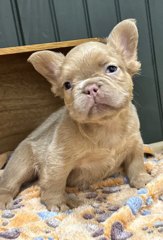 Butterscotch – French Bulldog puppy for sale in Bowling Green, KY