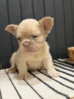 King George, a male French Bulldog for sale in Bowling Green, KY – 4 of 10