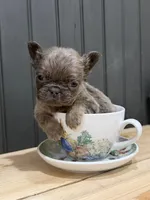 Blackberry, a female French Bulldog for sale in Bowling Green, KY – 6 of 10