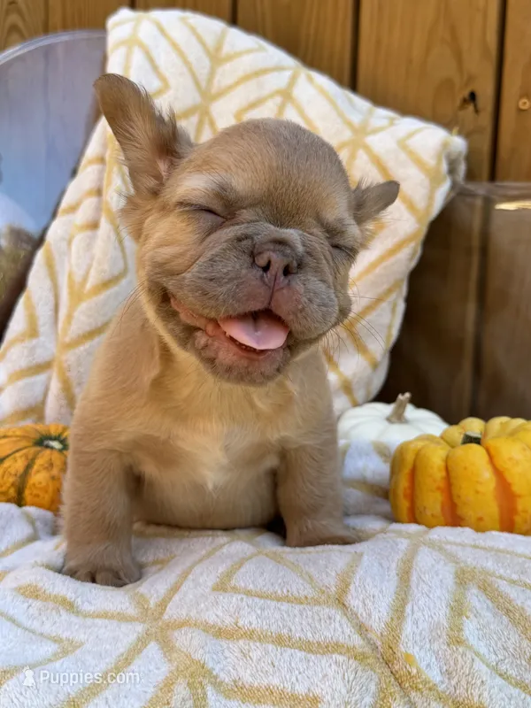Cashmere (isabella) – French Bulldog puppy for sale in Bowling Green, KY