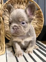 Bentley, a male French Bulldog for sale in Bowling Green, KY – 6 of 10