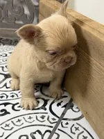 King George, a male French Bulldog for sale in Bowling Green, KY – 7 of 10