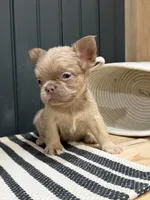 Cinnamon, a female French Bulldog for sale in Bowling Green, KY – 5 of 9