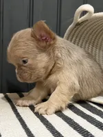 Cinnamon, a female French Bulldog for sale in Bowling Green, KY – 7 of 9