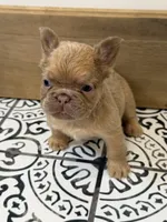 Cashmere, a female French Bulldog for sale in Bowling Green, KY – 2 of 10