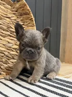 Blueberry, a female French Bulldog for sale in Bowling Green, KY – 10 of 10