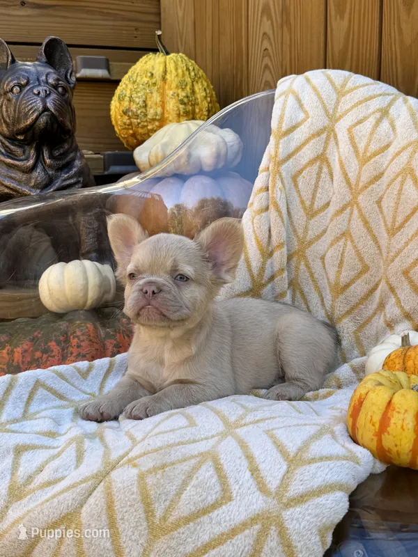 King George (isabella) – French Bulldog puppy for sale in Bowling Green, KY