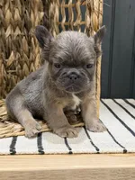 Blueberry, a female French Bulldog for sale in Bowling Green, KY – 5 of 10