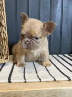 Cashmere, a female French Bulldog for sale in Bowling Green, KY – 5 of 10