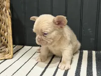 King George, a male French Bulldog for sale in Bowling Green, KY – 8 of 10