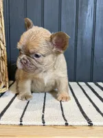 Cashmere, a female French Bulldog for sale in Bowling Green, KY – 7 of 10
