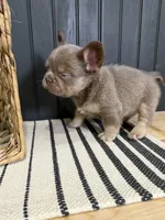 Bentley, a male French Bulldog for sale in Bowling Green, KY – 10 of 10