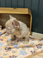 Butterscotch, a male French Bulldog for sale in Bowling Green, KY – 3 of 7