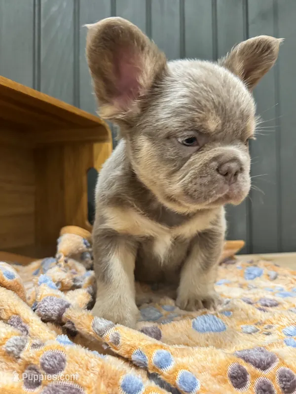Bentley (lilac/tan) – French Bulldog puppy for sale in Bowling Green, KY