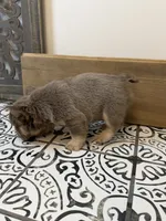Bentley, a male French Bulldog for sale in Bowling Green, KY – 2 of 10