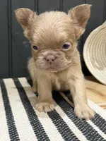 Cinnamon, a female French Bulldog for sale in Bowling Green, KY – 2 of 9