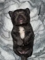 Milo, a male French Bulldog for sale in Green, OH – 1 of 3