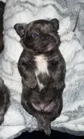 Milo, a male French Bulldog for sale in Green, OH – 2 of 3