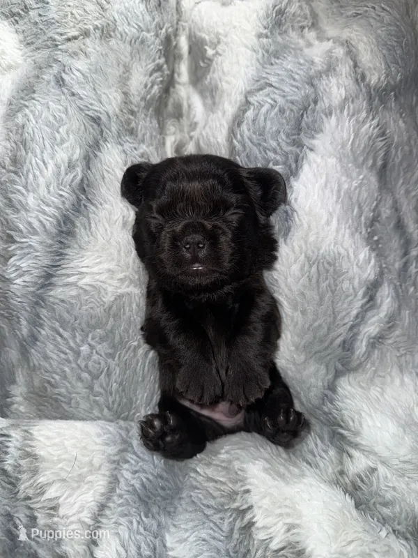 Bear – French Bulldog puppy for sale in Green, OH