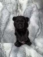 Bear, a male French Bulldog for sale in Green, OH – 1 of 2