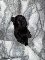 Bear, a male French Bulldog for sale in Green, OH – 2 of 2
