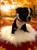 Puppy #3 purple collar , a male Boston Terrier for sale in Naugatuck, CT – 2 of 4