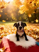 Puppy #3 purple collar , a male Boston Terrier for sale in Naugatuck, CT – 1 of 4