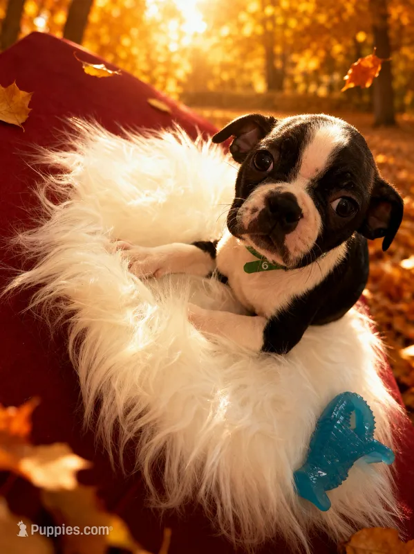 Puppy #9 dark green collar  – Boston Terrier puppy for sale in Naugatuck, CT