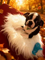 Puppy #9 dark green collar , a male Boston Terrier for sale in Naugatuck, CT – 1 of 5