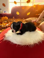 Puppy #1 red collar , a male Boston Terrier for sale in Naugatuck, CT – 2 of 4
