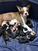 Puppy #7 yellow collar , a male Boston Terrier for sale in Naugatuck, CT – 3 of 4
