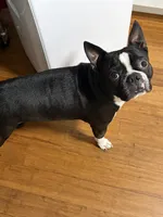 Puppy #3 purple collar , a male Boston Terrier for sale in Naugatuck, CT – 3 of 4