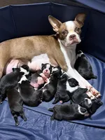 Puppy #9 dark green collar , a male Boston Terrier for sale in Naugatuck, CT – 5 of 5