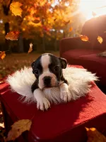 Puppy #7 yellow collar , a male Boston Terrier for sale in Naugatuck, CT – 2 of 4