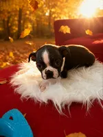 Puppy #9 dark green collar , a male Boston Terrier for sale in Naugatuck, CT – 2 of 5