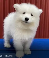 Diego (green collar), a male Samoyed for sale in Louisville, CO – 4 of 7