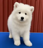 Diego (green collar), a male Samoyed for sale in Louisville, CO – 1 of 7