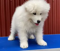 Baby Jag (light blue collar), a male Samoyed for sale in Louisville, CO – 3 of 3