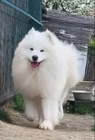 Adult Male - 4 years  - Breeding rights, a male Samoyed for sale in Louisville, CO – 2 of 2