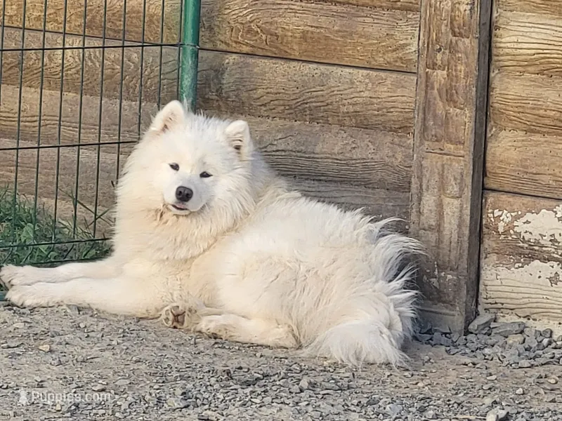 Adult Female - 2 years - Breeding rights – Samoyed puppy for sale in Louisville, CO