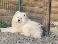 Adult Female - 2 years - Breeding rights, a female Samoyed for sale in Louisville, CO – 1 of 5