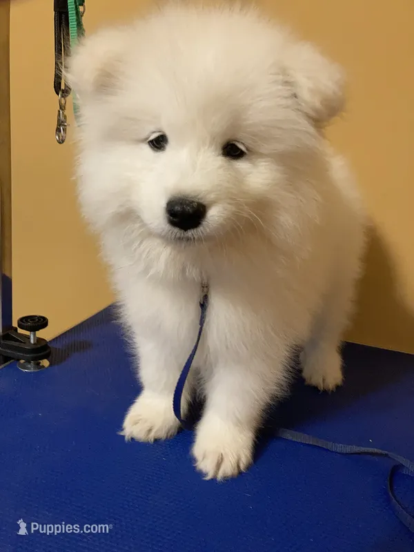 Isa (dark blue collar) – Samoyed puppy for sale in Louisville, CO