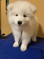 Isa (dark blue collar), a female Samoyed for sale in Louisville, CO – 1 of 5
