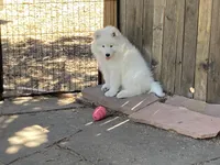 Boots (yellow collar), a female Samoyed for sale in Louisville, CO – 4 of 6