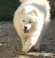 Adult Female - 2 years - Breeding rights, a female Samoyed for sale in Louisville, CO – 2 of 5