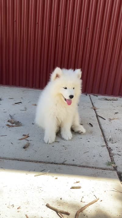 Swiper/Purple (Mr. Purps), a male Samoyed for sale in Louisville, CO – 3 of 4