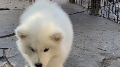 Diego (green collar), a male Samoyed for sale in Louisville, CO – 6 of 7