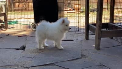 Diego (green collar), a male Samoyed for sale in Louisville, CO – 7 of 7