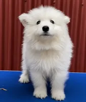 Diego (green collar), a male Samoyed for sale in Louisville, CO – 2 of 7